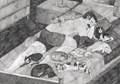 Nora Van Huychem  - El gato especial